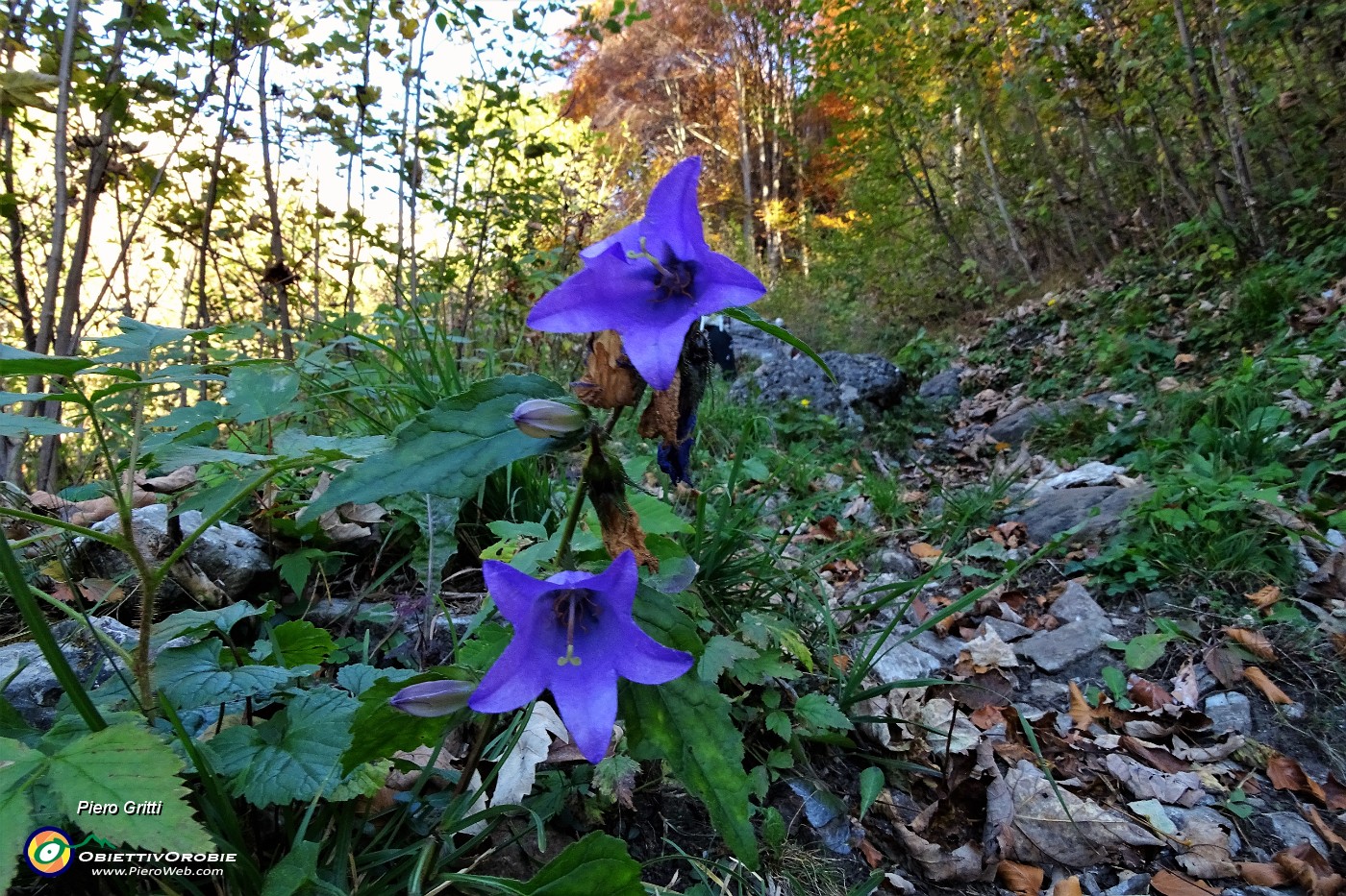 14 Campanule ottobrine.JPG